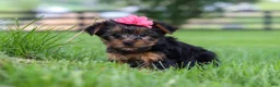 Yorkshire Terrier dogs for sale: Stella - Ad 4