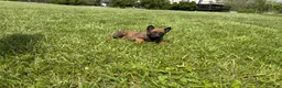 Belgian Malinois dogs for sale: Houston - Ad 10