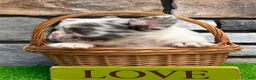 French Bulldog dogs for sale: Hulk - Ad 4