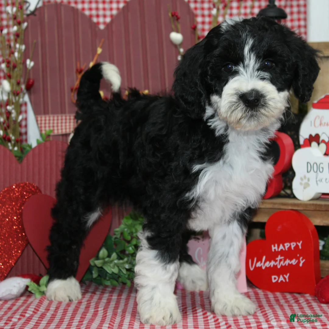 Mixed Breed dogs for sale: Ivy - Ad 1