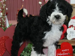 Mixed Breed dogs Ivy - Ad 12