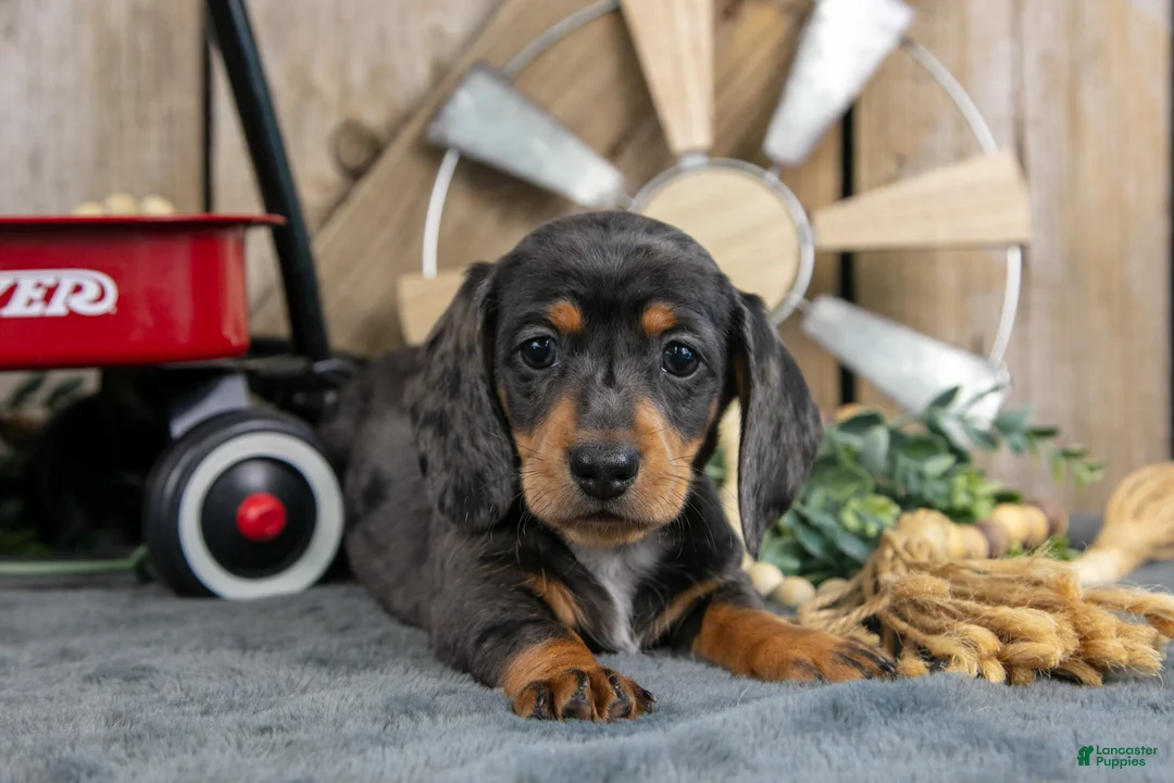 Miniature Dachshund dogs for sale: General - Ad 3