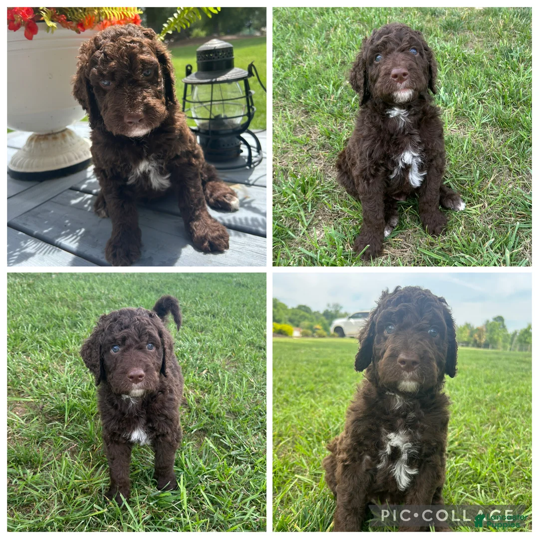Goldendoodle dogs for sale: Chocolate Abstract Boy - Ad 1