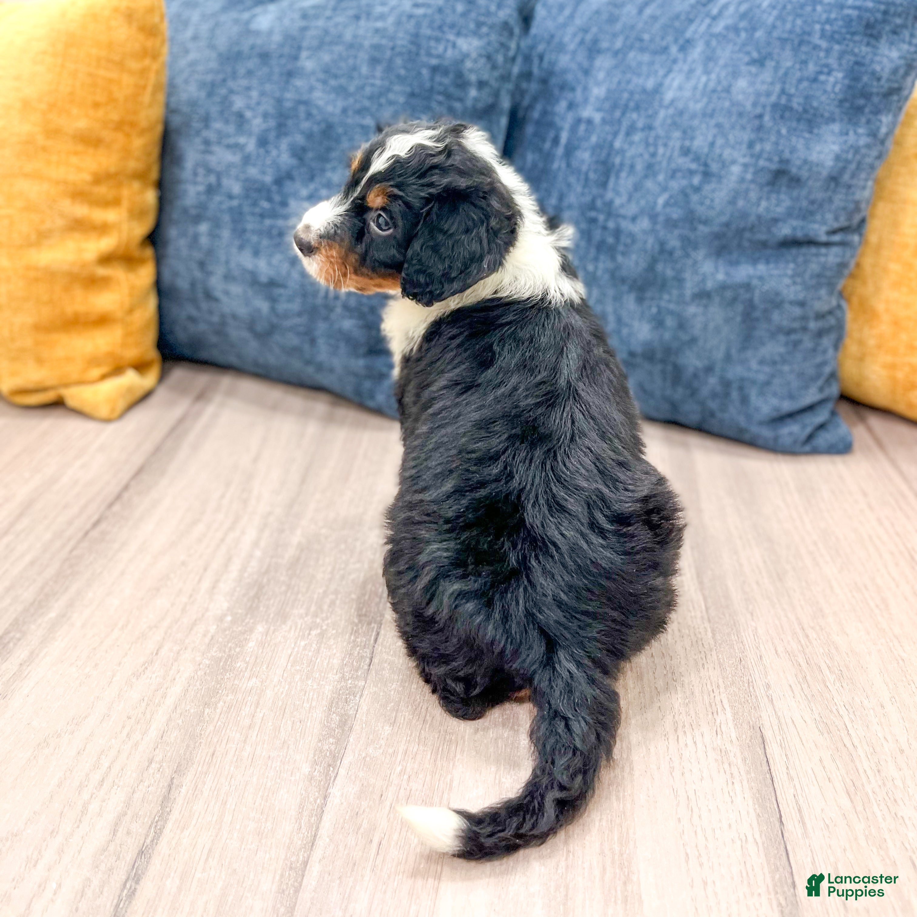 Mini Bernedoodle dogs for sale: Rosie - Ad 5