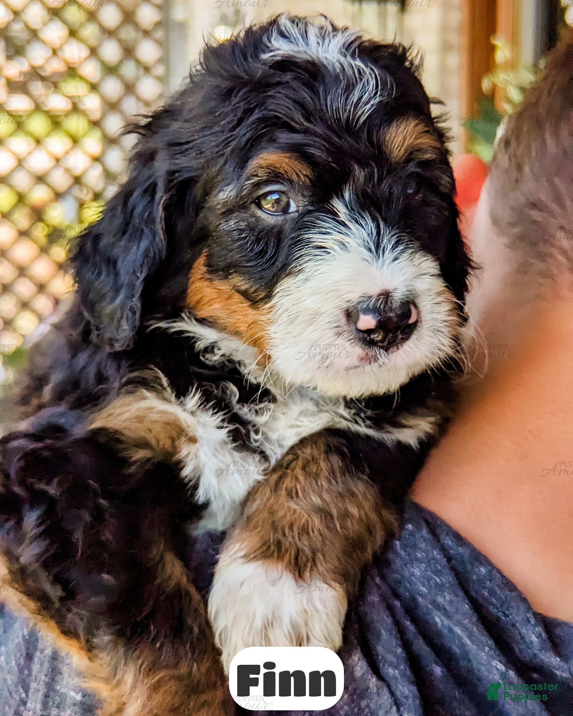 Bernedoodle dogs Finn - Ad 2