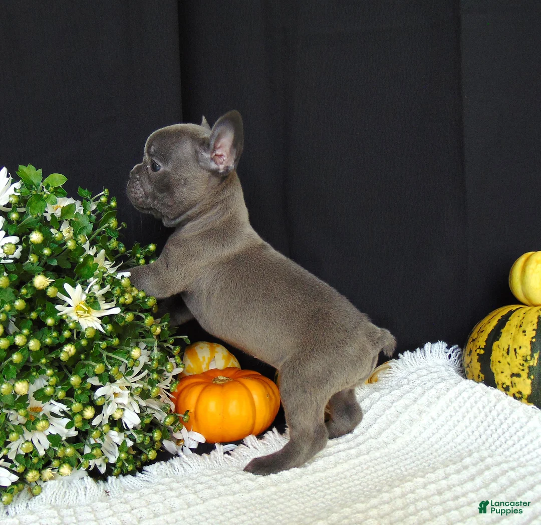 French Bulldog dogs for sale: Missy - Ad 2
