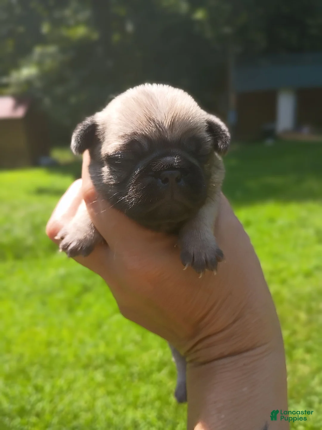 Pug dogs for sale: Nala - Ad 1