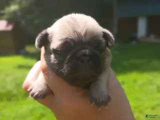 Pug dogs Nala - Ad 33