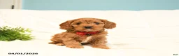 Cavapoo dogs for sale: Toby - Ad 1