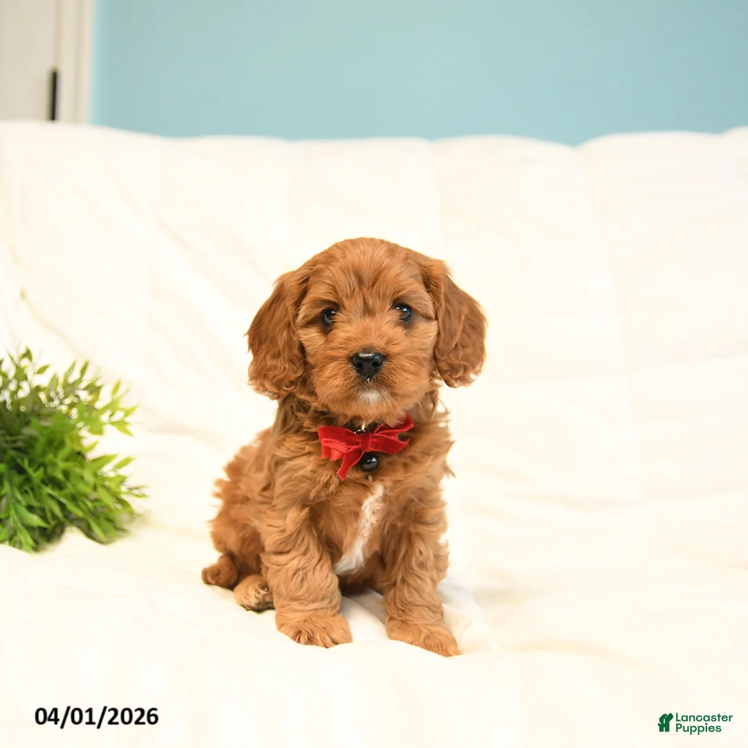Cavapoo dogs for sale: Toby - Ad 1