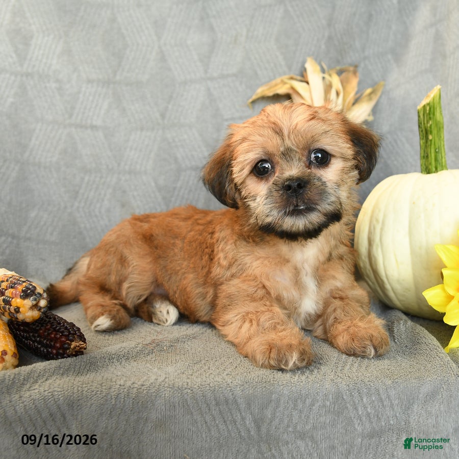 Shorkie dogs for sale: Milky Way - Ad 3