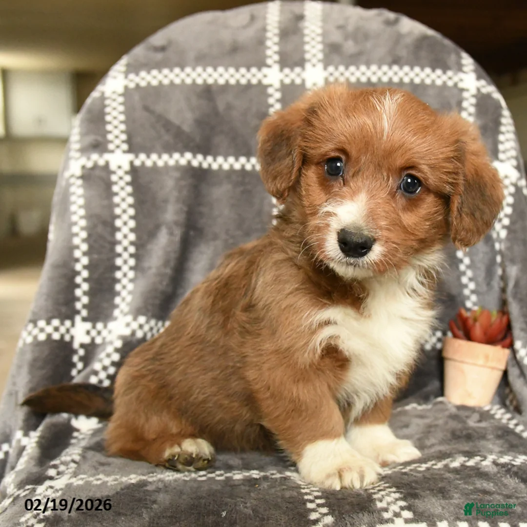 Mixed Breed dogs for sale: Duke - Ad 4