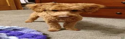 Cavachon dogs for sale: Dahlia - Ad 6
