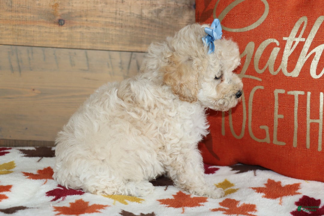 Bichpoo dogs for sale: Vicky - Ad 4