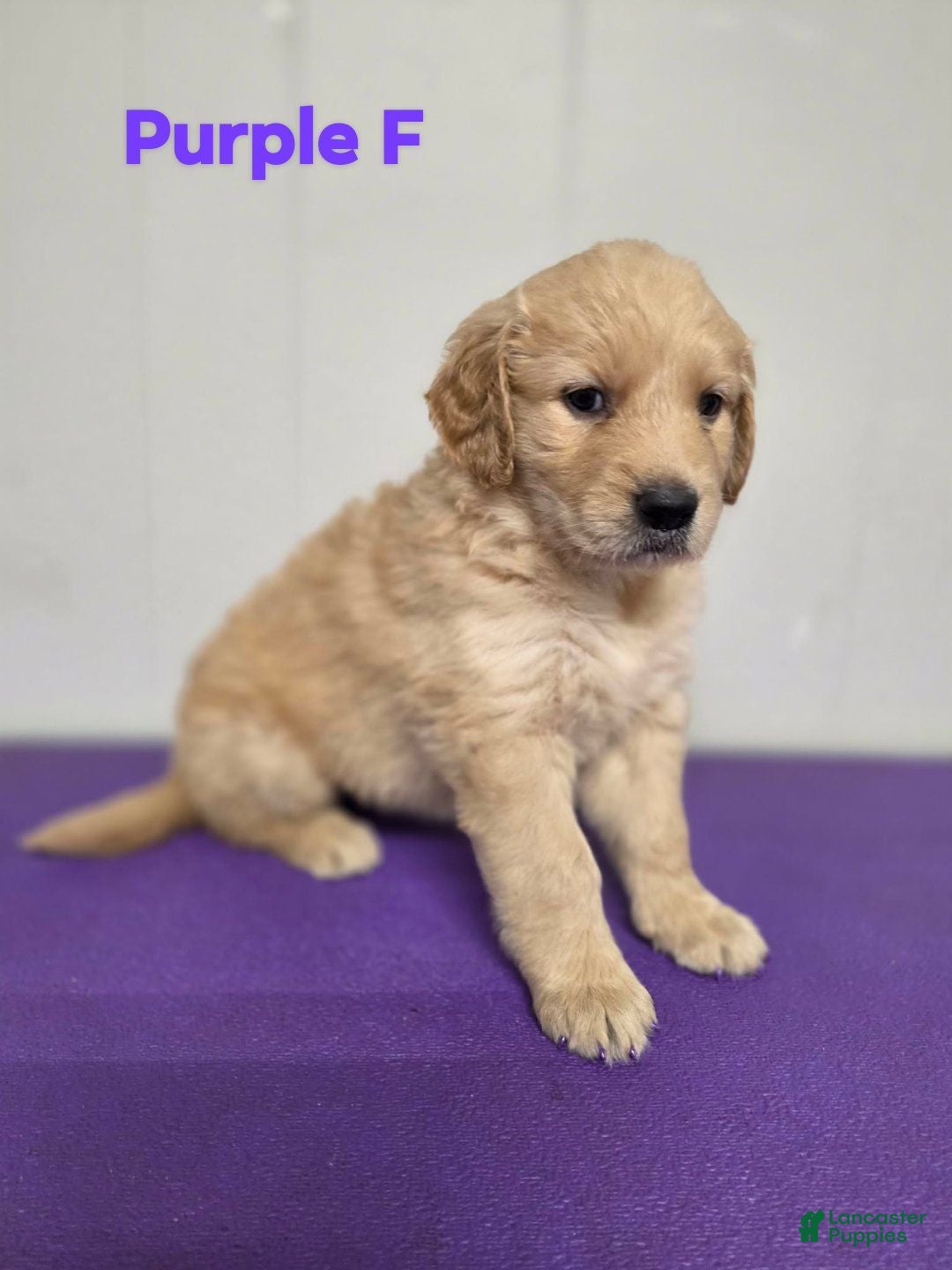 Goldendoodle dogs Goldendoodle 6 - Ad 40