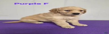 Goldendoodle 6