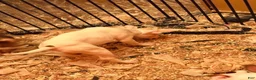 Mixed Breed dogs for sale: Mixed Breed 1 - Ad 5