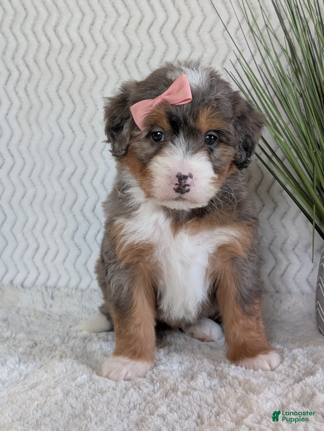 Mini Bernedoodle dogs for sale: Mini Poppy  - Ad 4