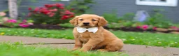 Golden Retriever dogs for sale: Bubbles - Ad 3