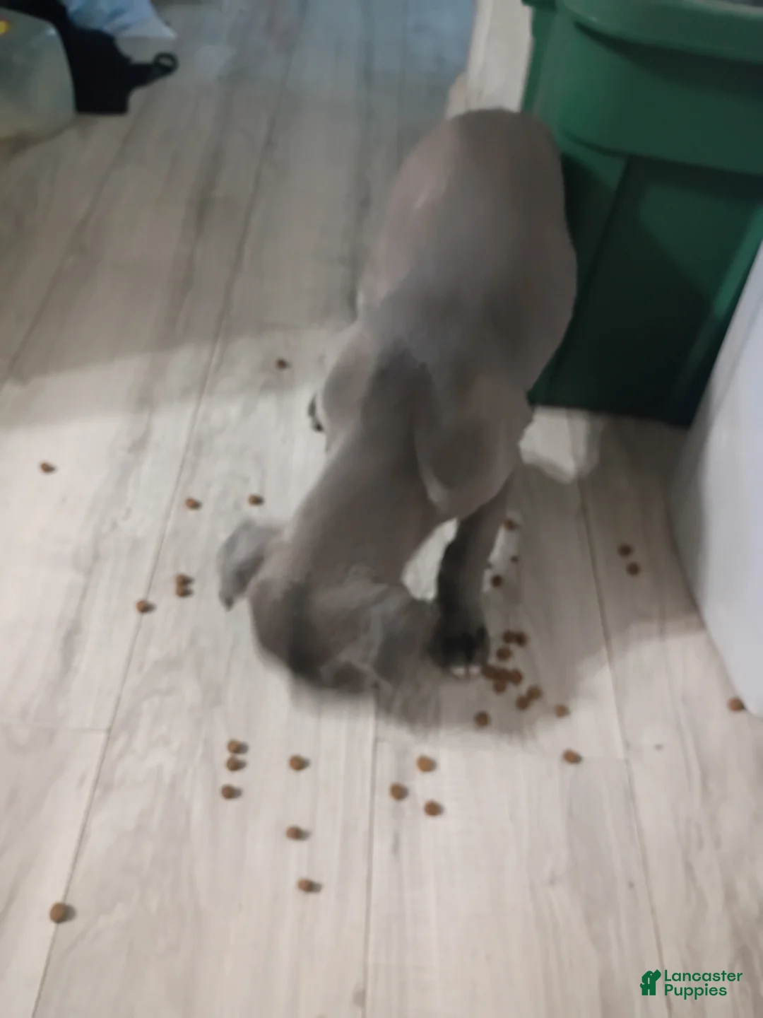 Mixed Breed dogs for sale: Cane Corso 1 - Ad 2