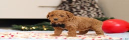 Goldendoodle dogs for sale: Freddy - Ad 5