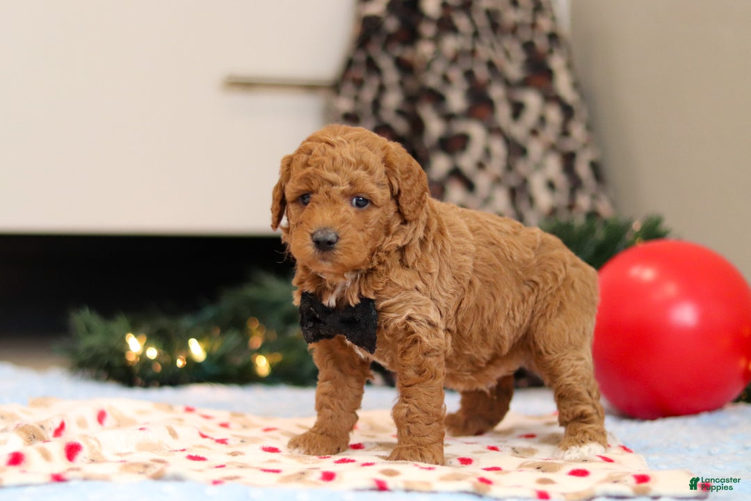 Goldendoodle dogs for sale: Freddy - Ad 5