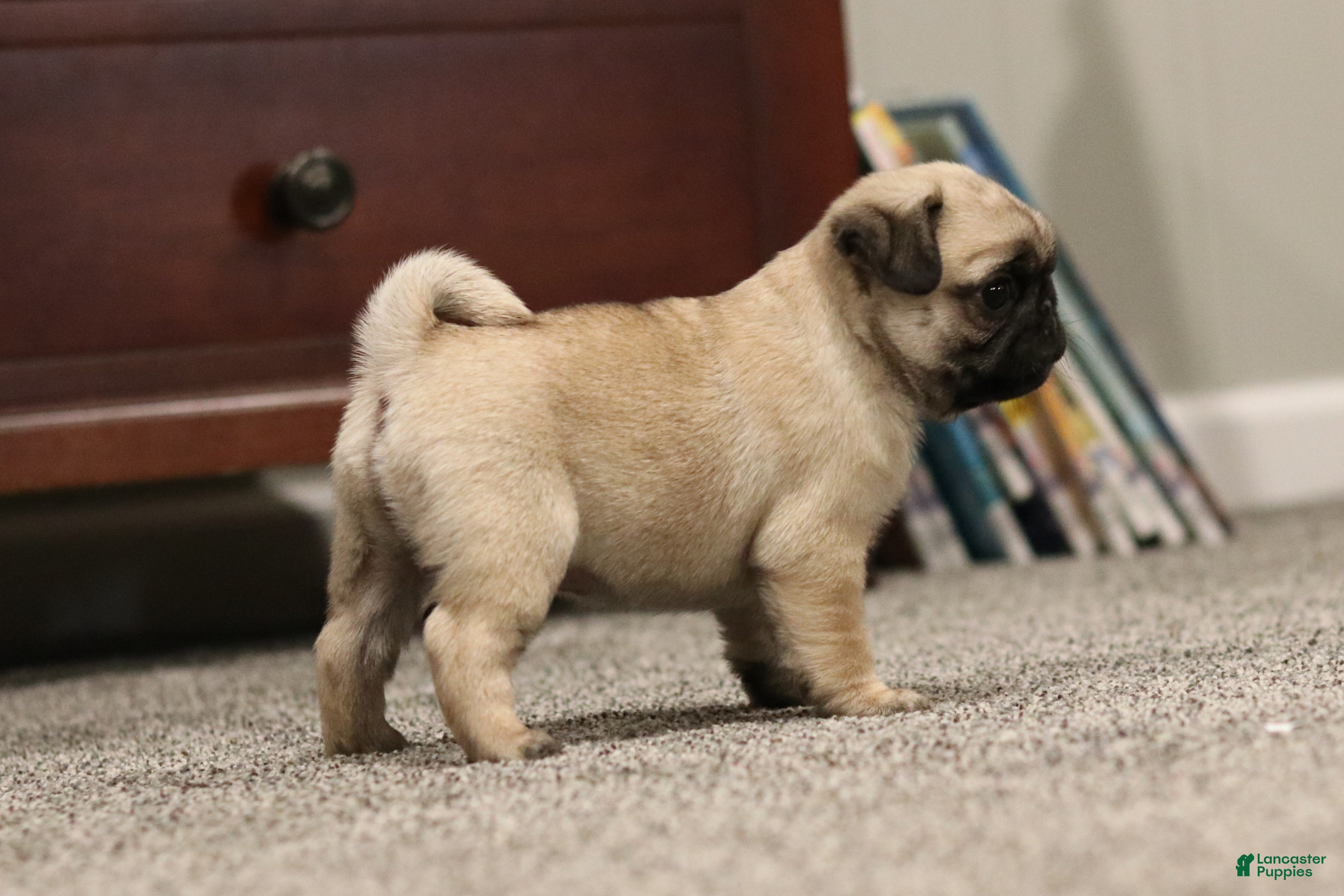 Pug dogs Champion Penny - Ad 6