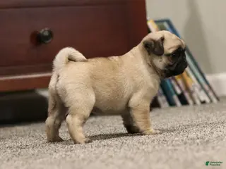 Pug dogs Champion Penny - Ad 17