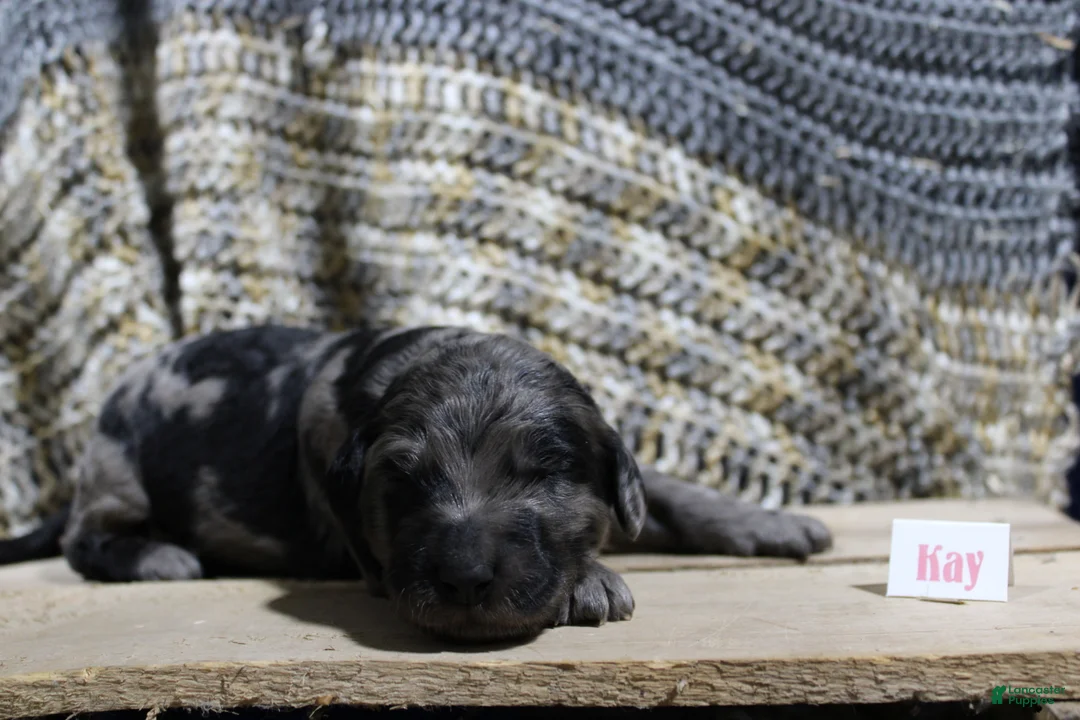 Mini Goldendoodle dogs for sale: Kay - Ad 1