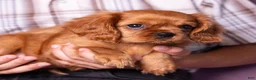 Cavalier King Charles Spaniel dogs for sale: Neil - Ad 3