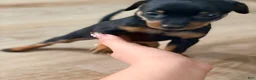 Miniature Pinscher dogs for sale: Lily - Ad 9