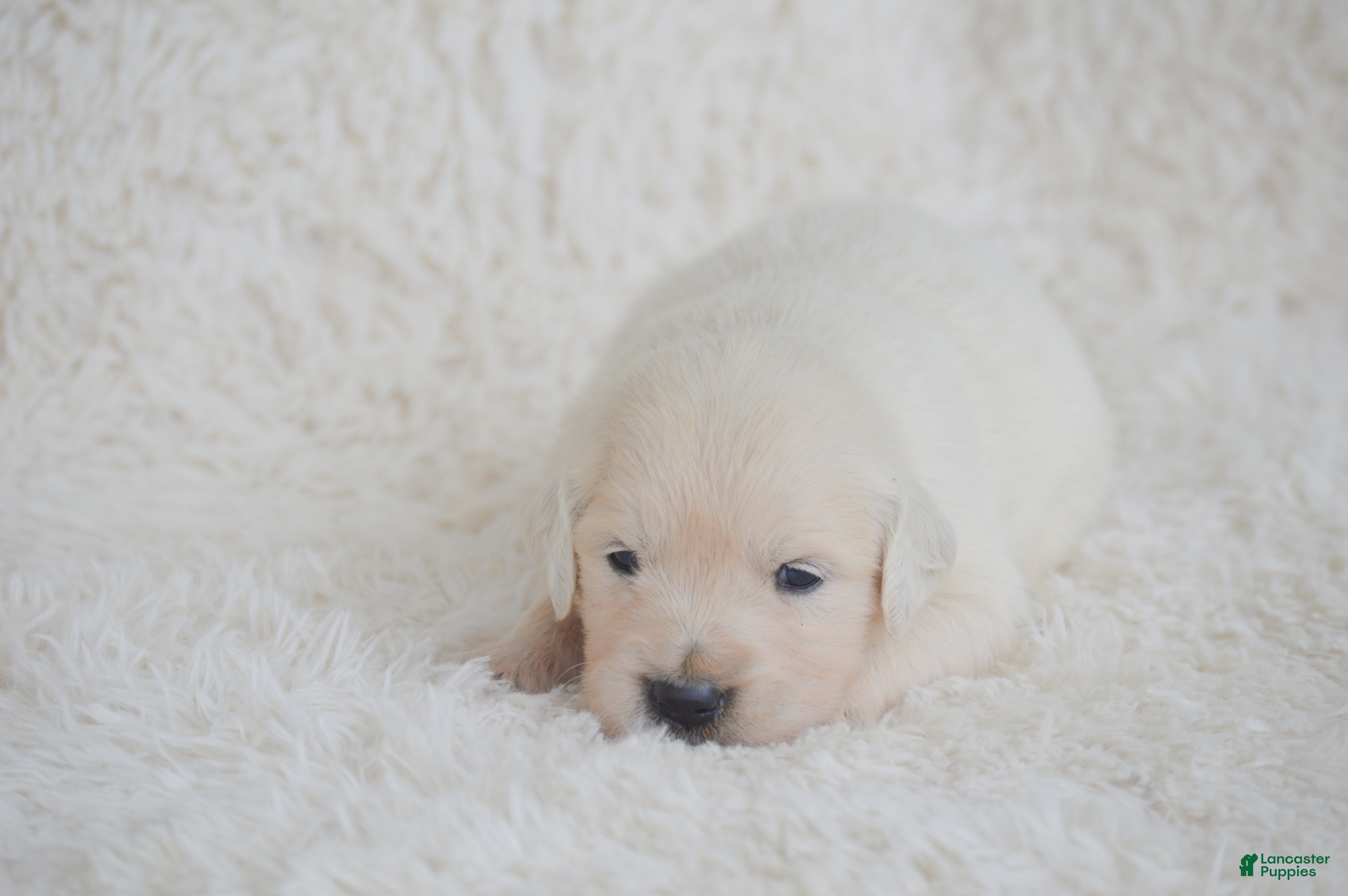 Golden Retriever dogs Bella - Ad 2
