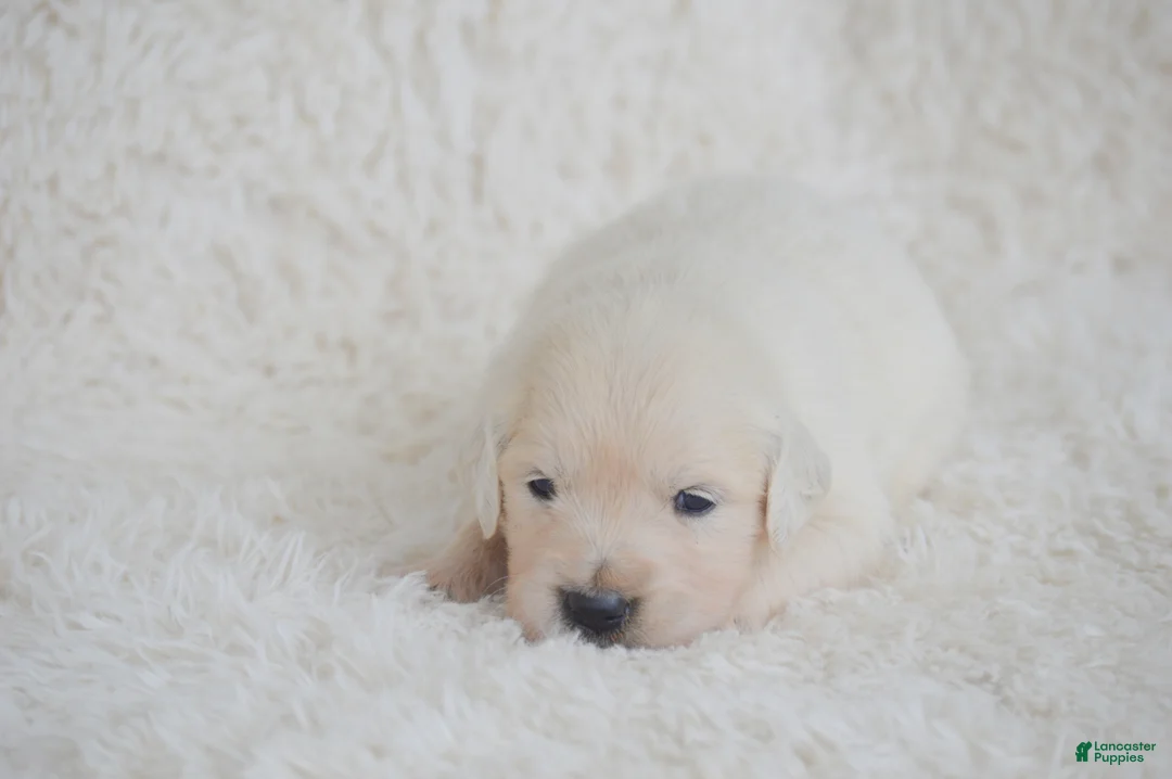 Golden Retriever dogs for sale: Bella - Ad 2