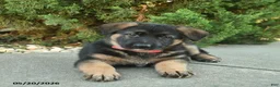 Mixed Breed dogs for sale: Robin  - Ad 5