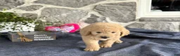 Goldendoodle dogs for sale: Nelson - Ad 7