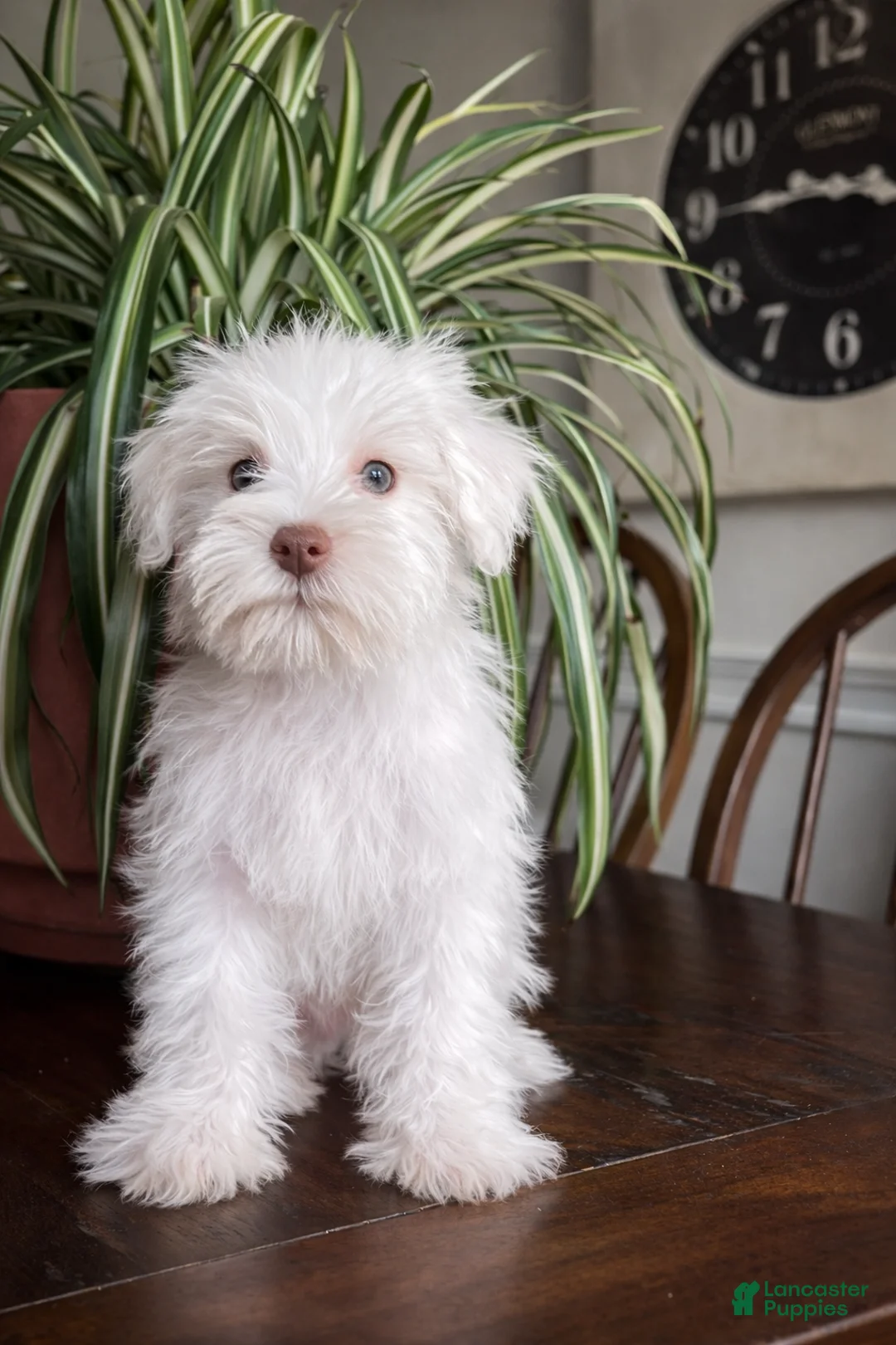 Miniature Schnauzer dogs for sale: Pippin - Ad 1