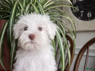 Miniature Schnauzer dogs Pippin - Ad 16