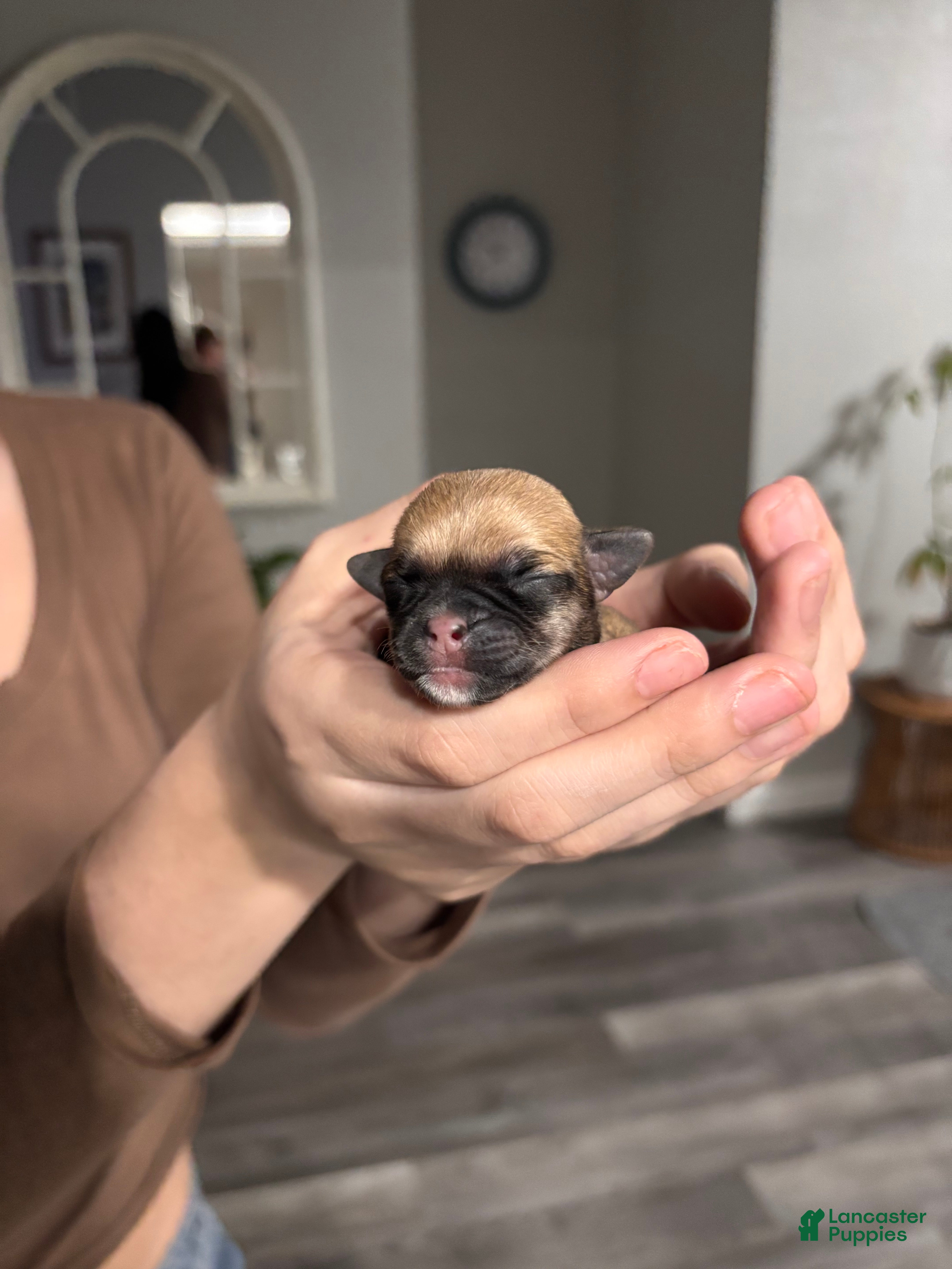 Mixed Breed dogs Mixed Breed Puppy 8 - Ad 7