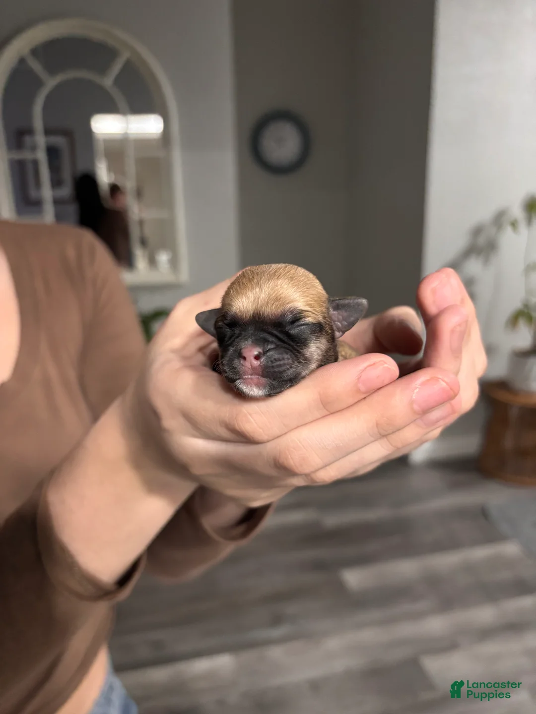 Mixed Breed dogs for sale: Mixed Breed Puppy 8 - Ad 1