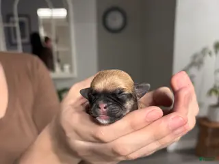 Mixed Breed dogs Mixed Breed Puppy 8 - Ad 7