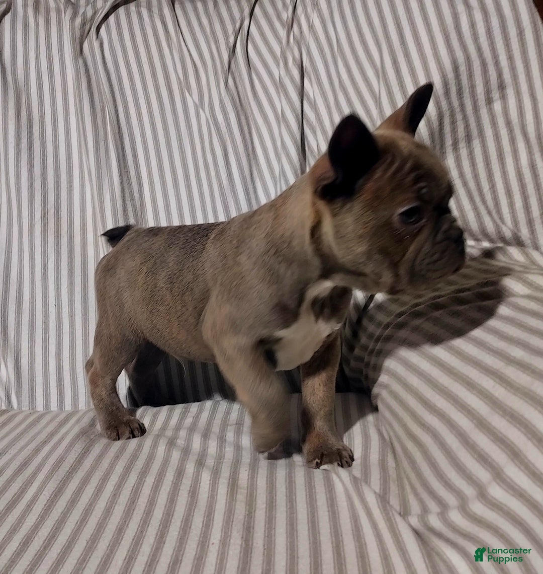 Mixed Breed dogs for sale: Cooper - Ad 2