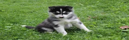 Siberian Husky dogs for sale: Suki - Ad 7