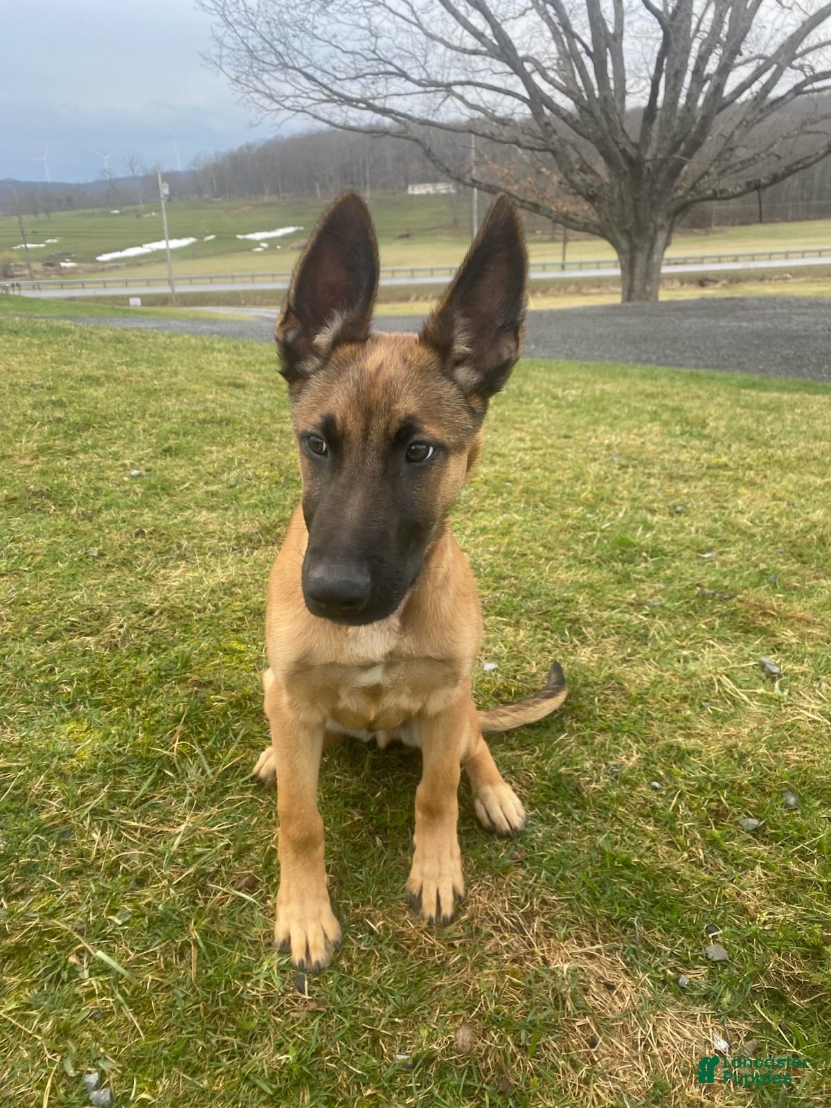 Mixed Breed dogs Thor - Ad 9