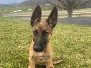 Mixed Breed dogs Thor - Ad 22