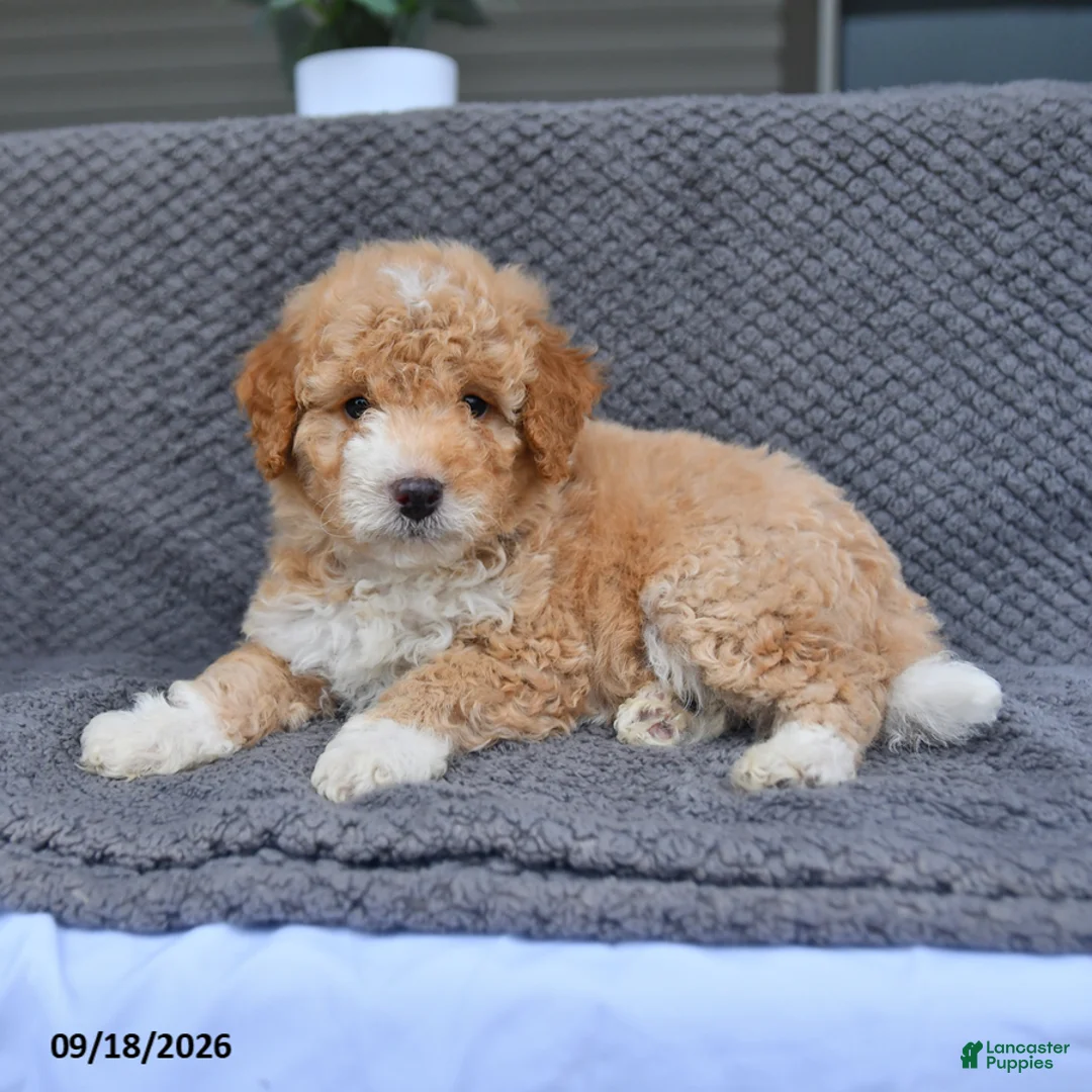Mini Aussiedoodle dogs for sale: Lassie - Ad 1