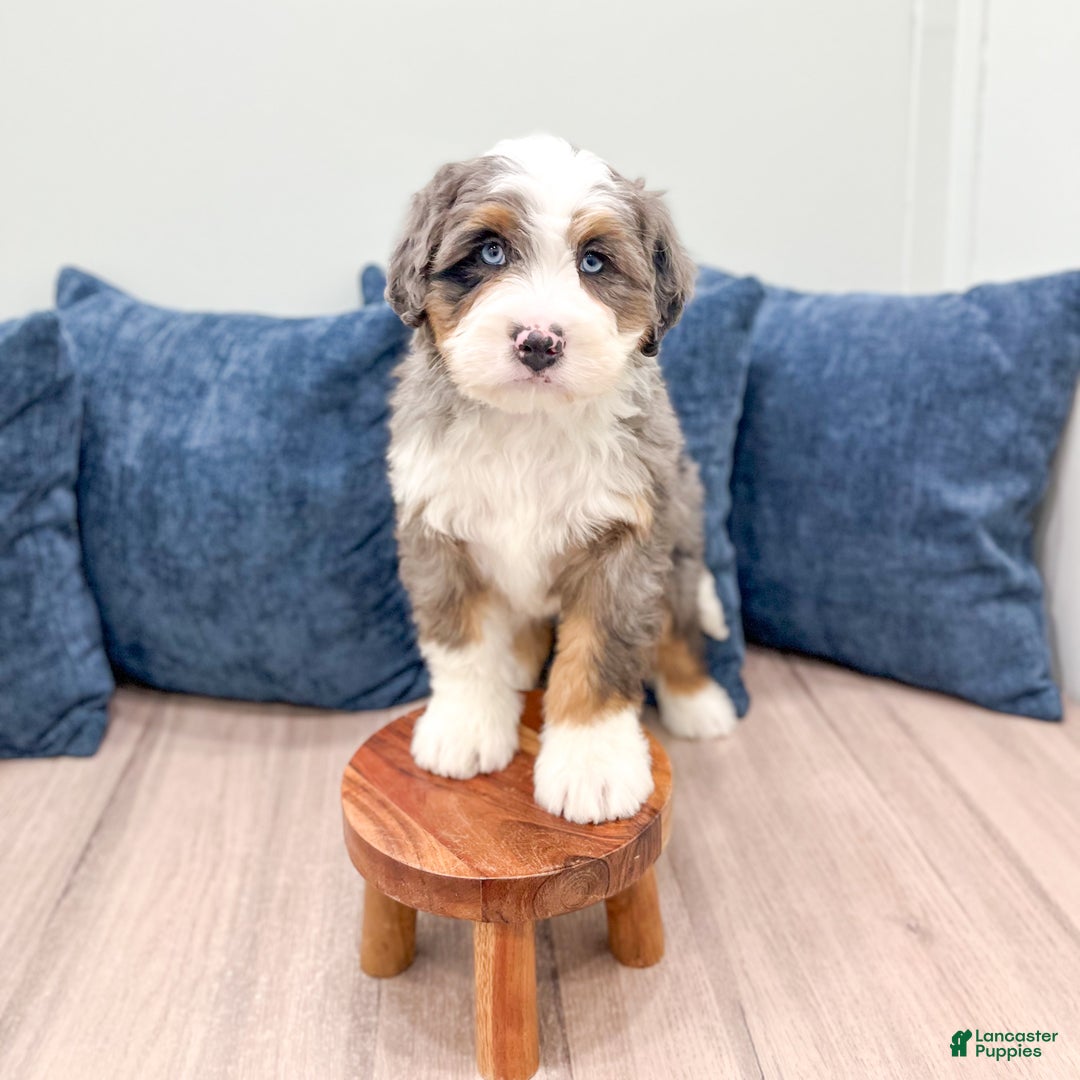 Mini Bernedoodle dogs for sale: Jimmy - Ad 3