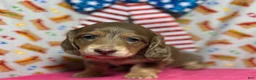 Dachshund dogs for sale: Dachshund 3 - Ad 4