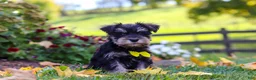 Miniature Schnauzer dogs for sale: Kevin - Ad 5
