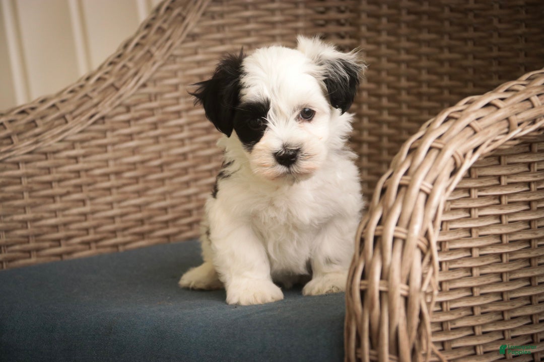 Havanese dogs Penny Havanese  - Ad 2
