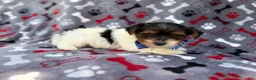 Yorkiepoo dogs for sale: Tuck - Ad 2